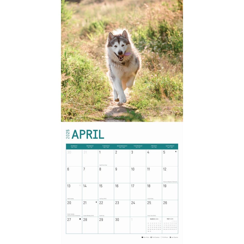 Alaskan Malamutes 2025 Wall Calendar Second Alternate Image width="1000" height="1000"