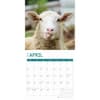 image Sheep 2025 Wall Calendar Second Alternate Image