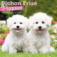 image Bichon Frise Puppies 2026 Wall Calendar Main Product Image