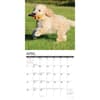 image Just Goldendoodle Puppies 2024 Wall Calendar Alternate Image 2