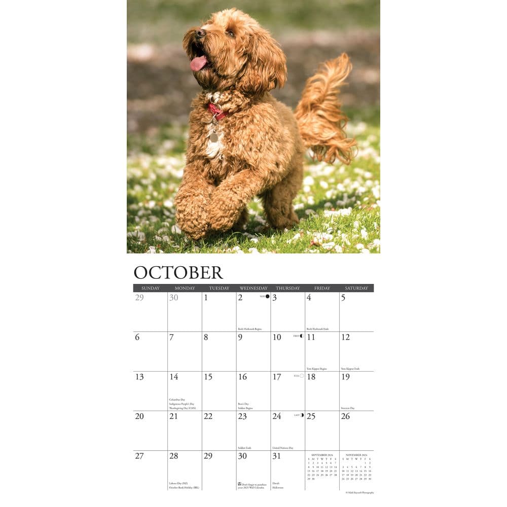 Labradoodle Calendar 2024 Neet Twyla Jerrilee