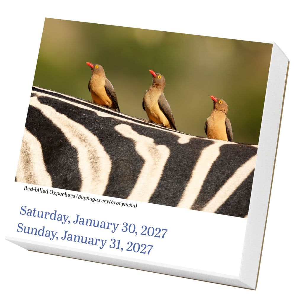 Audubon Birds 2027 Page-A-Day Desk Calendar Second Alternate Image