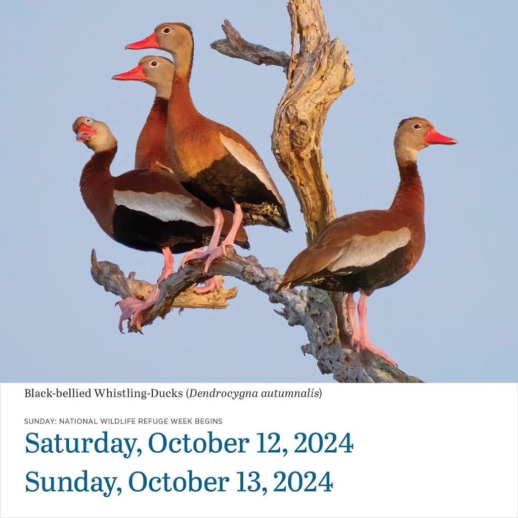 Audubon Birds 2024 Desk Calendar Ducks