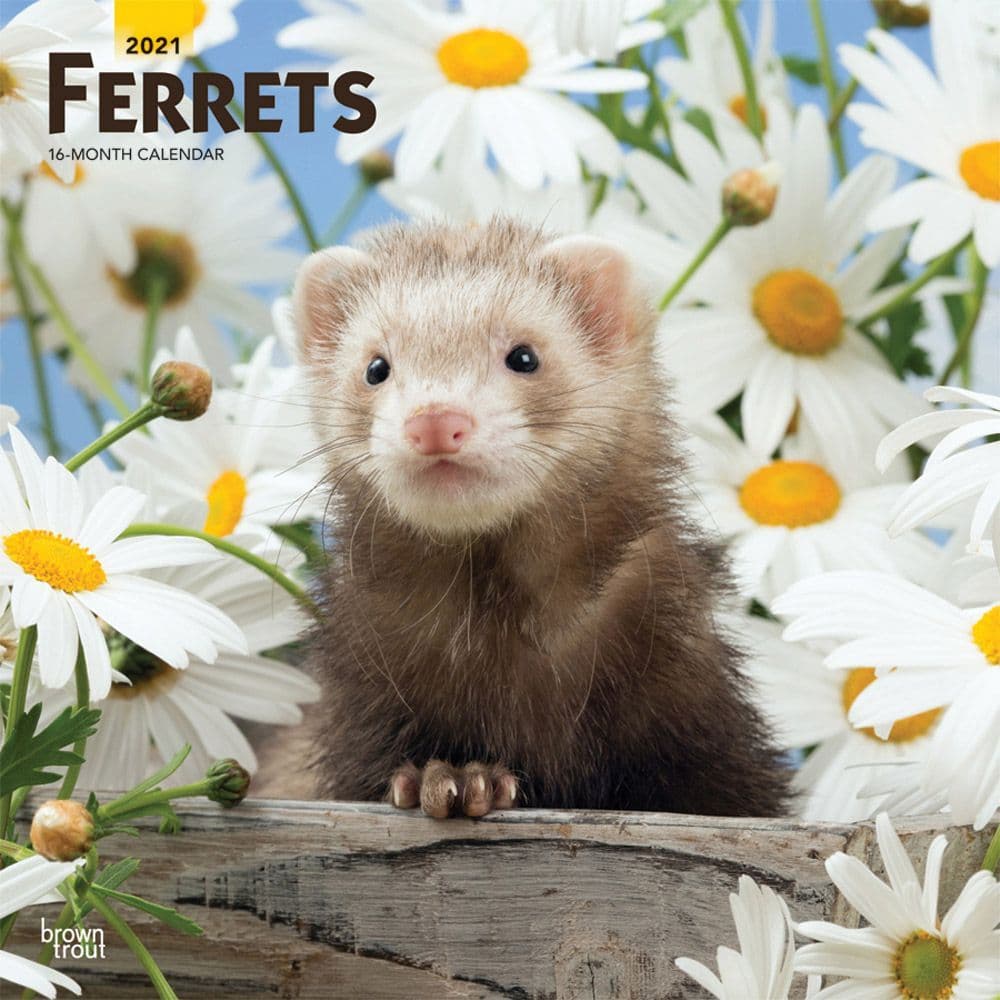 Baby ferrets for sale image