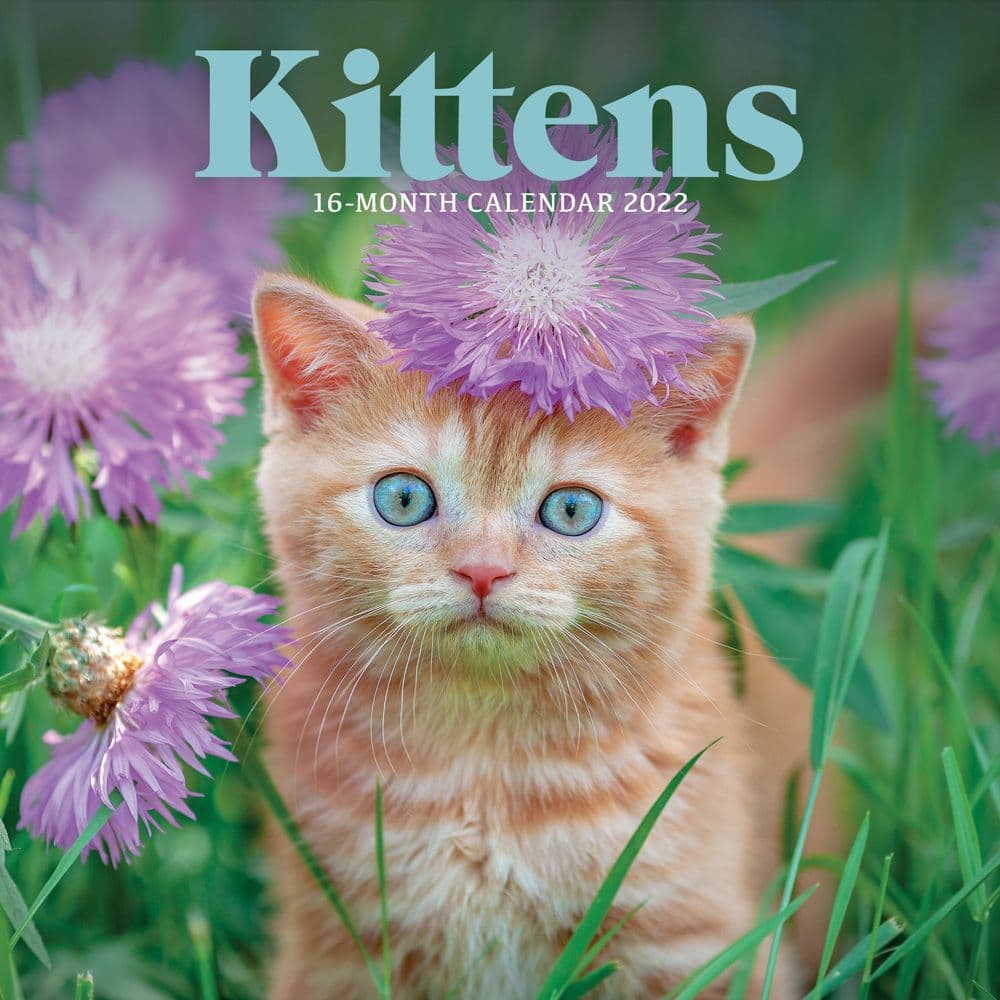 Kittens 2022 Mini Wall Calendar