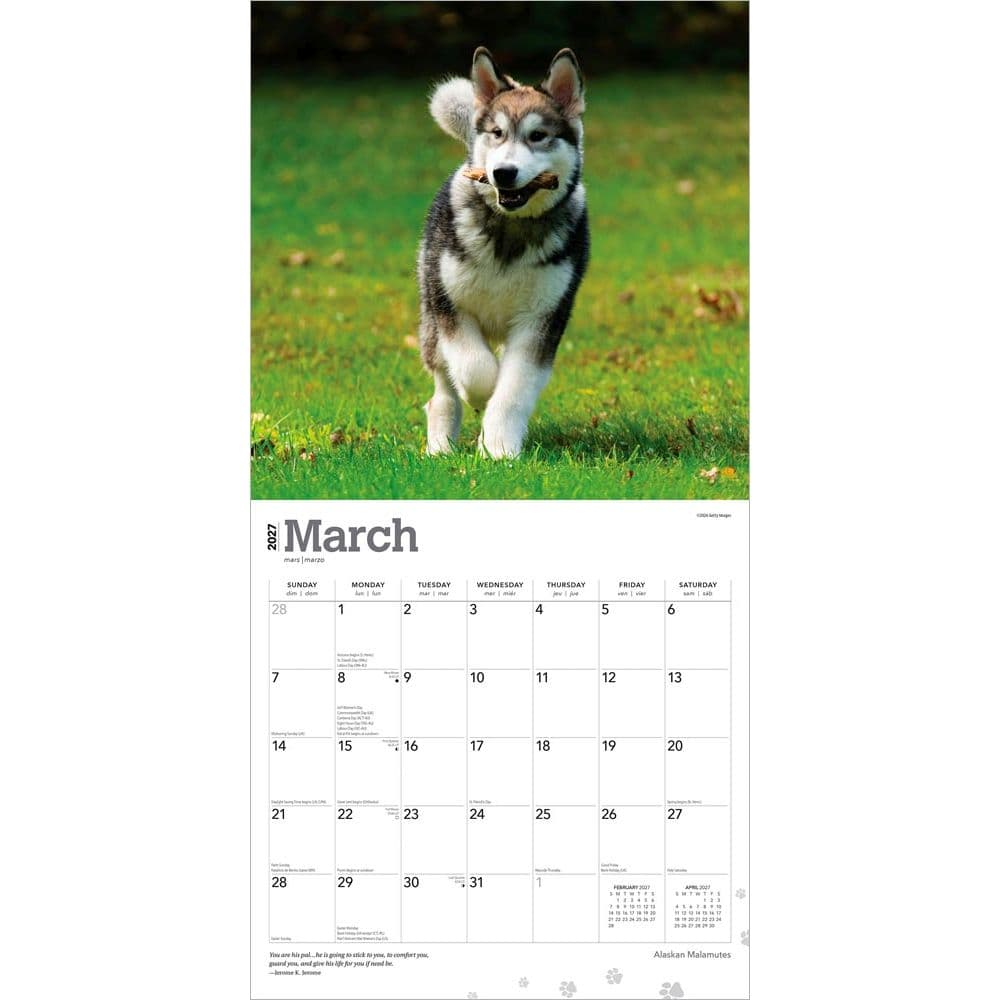 Alaskan Malamutes 2027 Wall Calendar Second Alternate Image