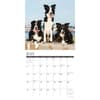 image Just Border Collies 2025 Wall Calendar Second Alternate Image width=&quot;1000&quot; height=&quot;1000&quot;