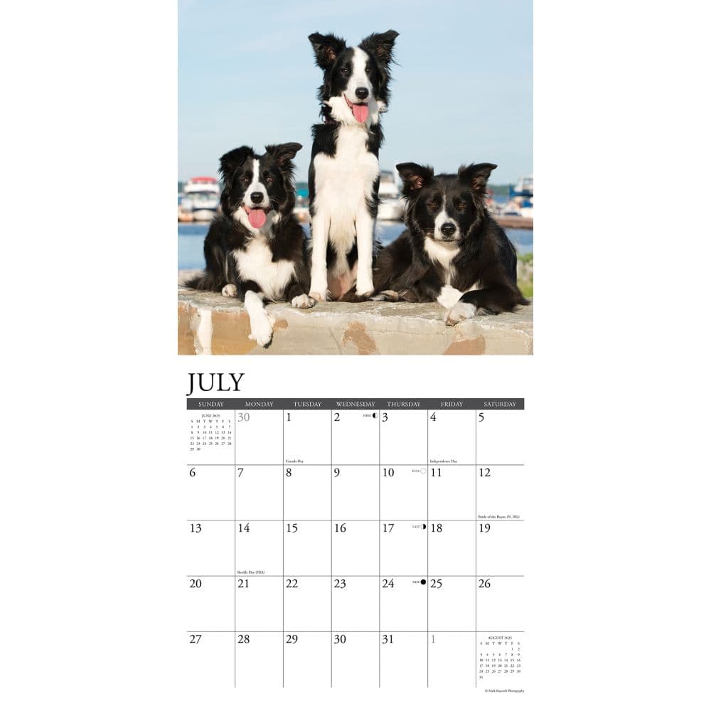 Just Border Collies 2025 Wall Calendar Second Alternate Image width=&quot;1000&quot; height=&quot;1000&quot;