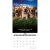 image Dogs Life 2025 Wall Calendar June