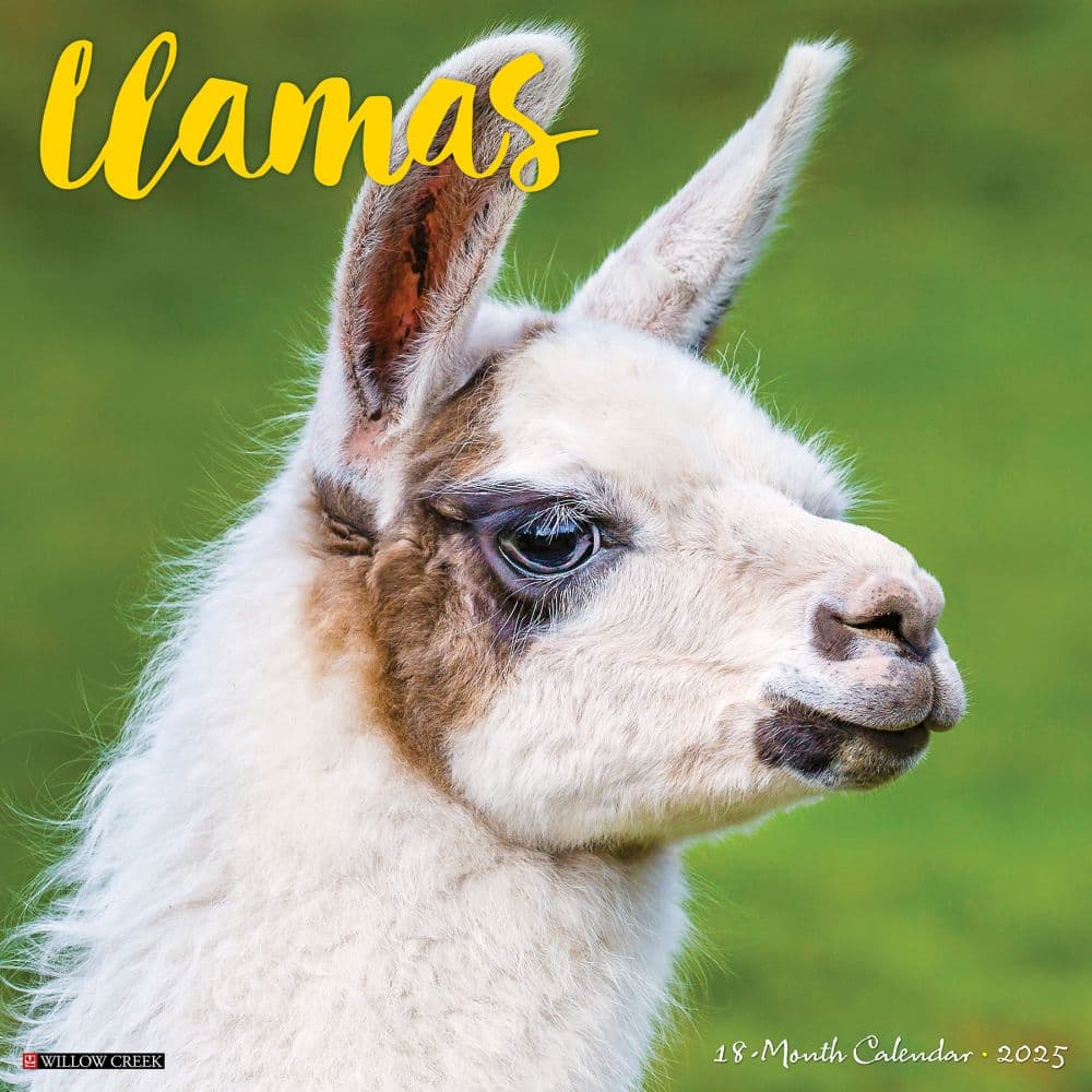 Llamas 2025 Wall Calendar  Main Image