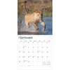 image Lions 2025 Wall Calendar Third Alternate Image