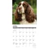 image Just English Springer Spaniels 2025 Wall Calendar Second Alternate Image width=&quot;1000&quot; height=&quot;1000&quot;