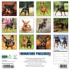 image Just Miniature Pinschers 2025 Wall Calendar First Alternate Image width=&quot;1000&quot; height=&quot;1000&quot;