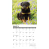 image Just Rottweiler Puppies 2026 Wall Calendar Second Alternate Image