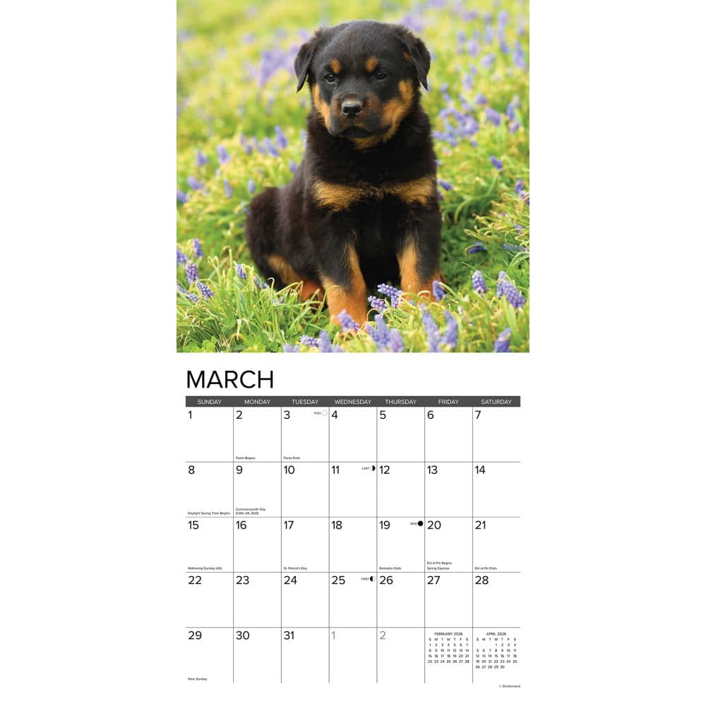 Just Rottweiler Puppies 2026 Wall Calendar Second Alternate Image
