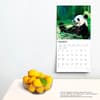 image Pandas 2024 Wall Calendar Third Alternate Image width=&quot;1000&quot; height=&quot;1000&quot;
