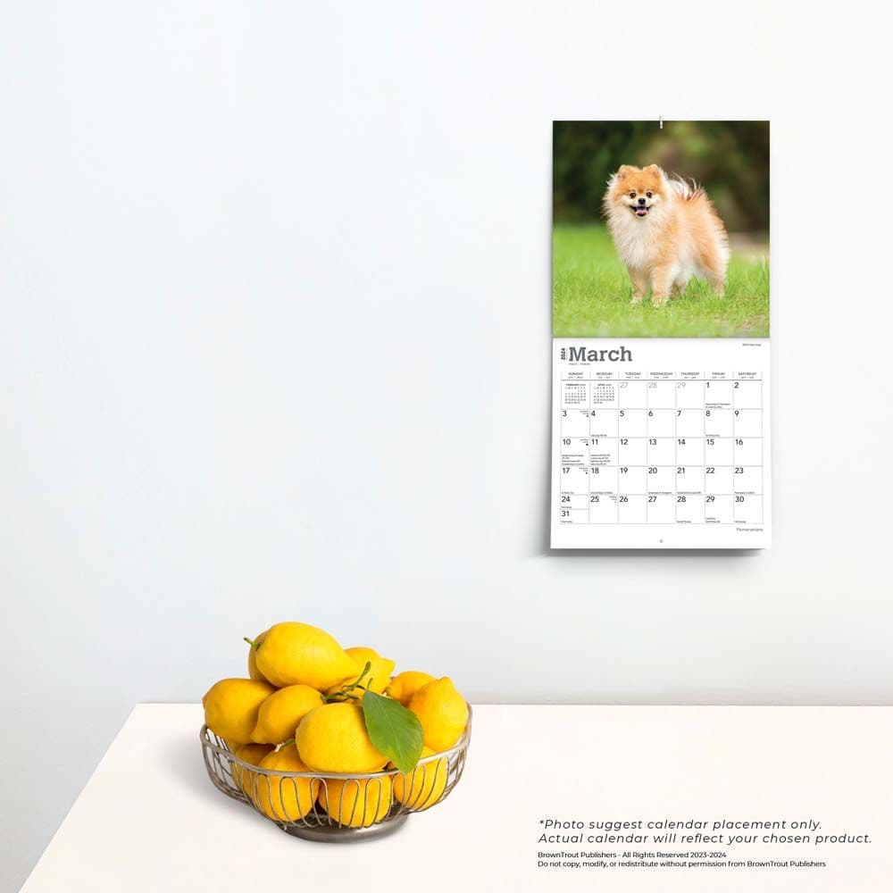 Pomeranian 2024 Mini Wall Calendar