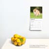 image Pomeranian 2024 Mini Wall Calendar Third Alternate Image width=&quot;1000&quot; height=&quot;1000&quot;