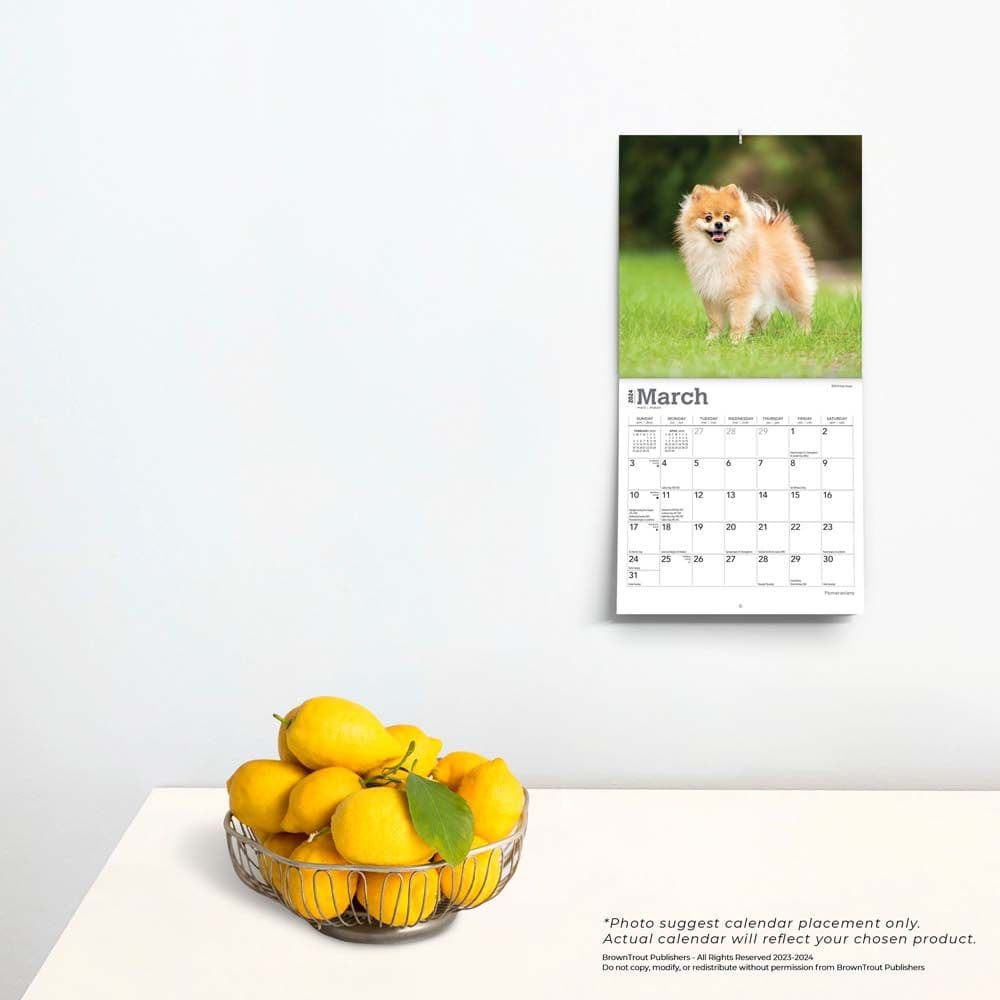 Pomeranian 2024 Mini Wall Calendar Third Alternate Image width=&quot;1000&quot; height=&quot;1000&quot;