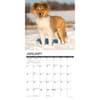 image Just Sheltie Puppies 2025 Wall Calendar
