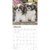 image Shih Tzu Puppies 2025 Wall Calendar Second Alternate Image width=&quot;1000&quot; height=&quot;1000&quot;