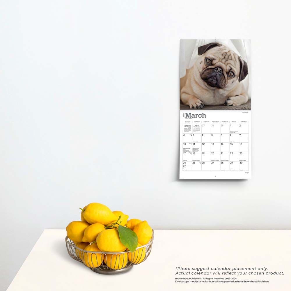 Pugs 2024 Mini Wall Calendar