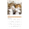image Naptime Cats Special Value 2026 Wall Calendar Second Alternate Image