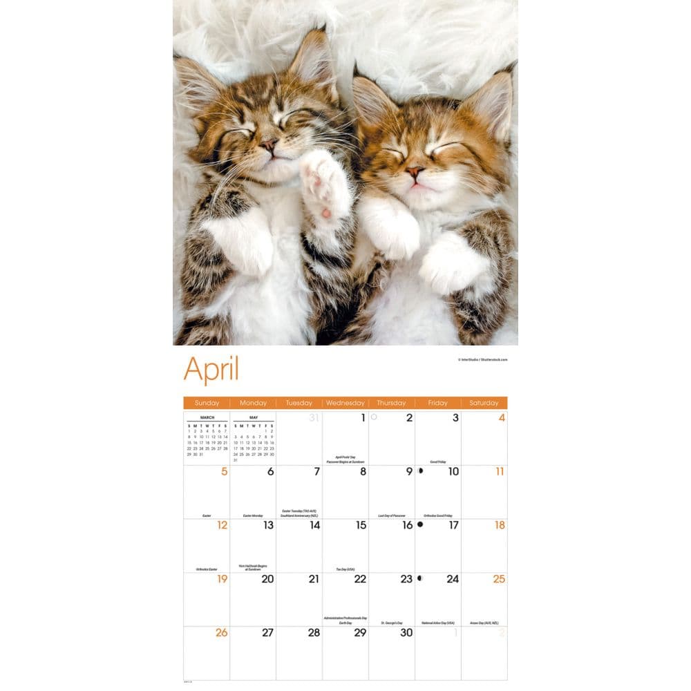 Naptime Cats Special Value 2026 Wall Calendar Second Alternate Image