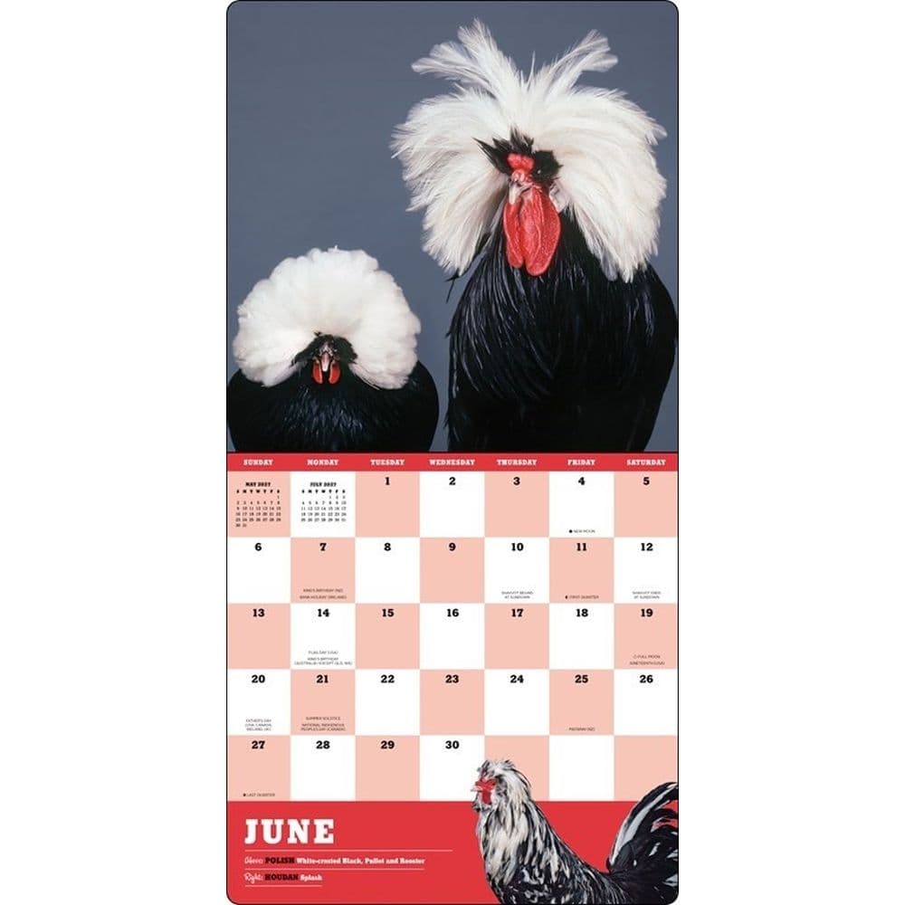 Extraordinary Chickens 2027 Wall Calendar Fourth Alternate Image