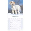 image English Setter 2027 Wall Calendar