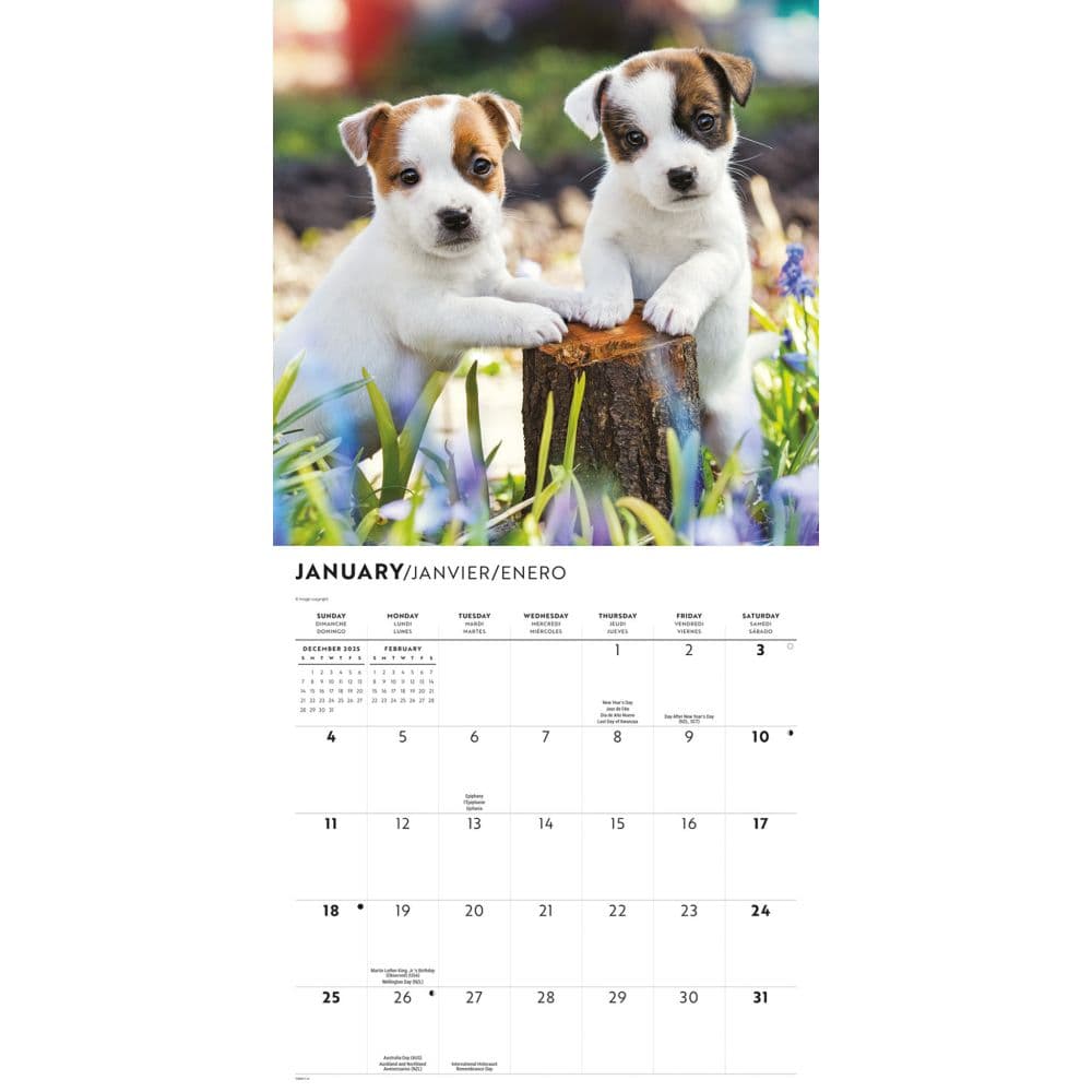 Puppy Pals Plato Special Value 2026 Wall Calendar Second Alternate Image