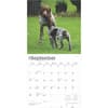 image German Shorthaired Pointers 2025 Wall Calendar Third Alternate Image width=&quot;1000&quot; height=&quot;1000&quot;