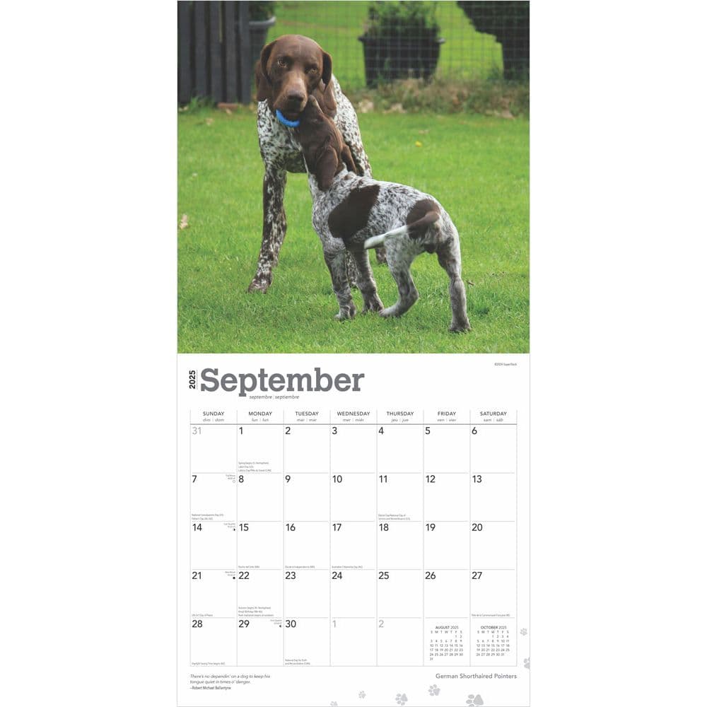 German Shorthaired Pointers 2025 Wall Calendar Third Alternate Image width=&quot;1000&quot; height=&quot;1000&quot;