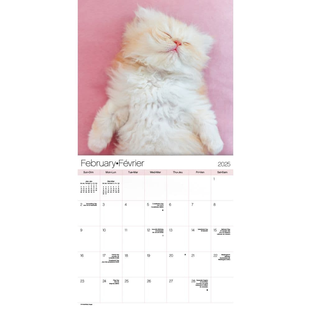 Kittens Bilingual French and English 2025 Wall Calendar Alt3