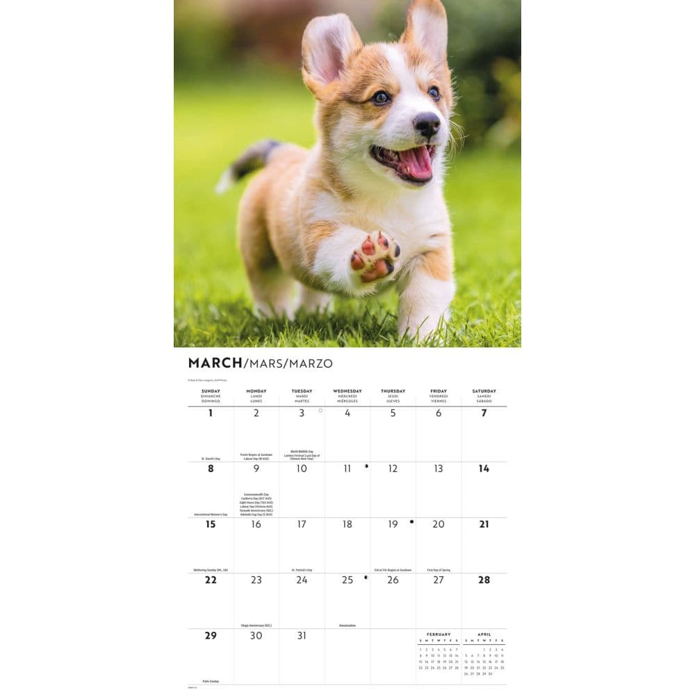 Pembroke Welsh Corgis 2026 Wall Calendar Second Alternate Image