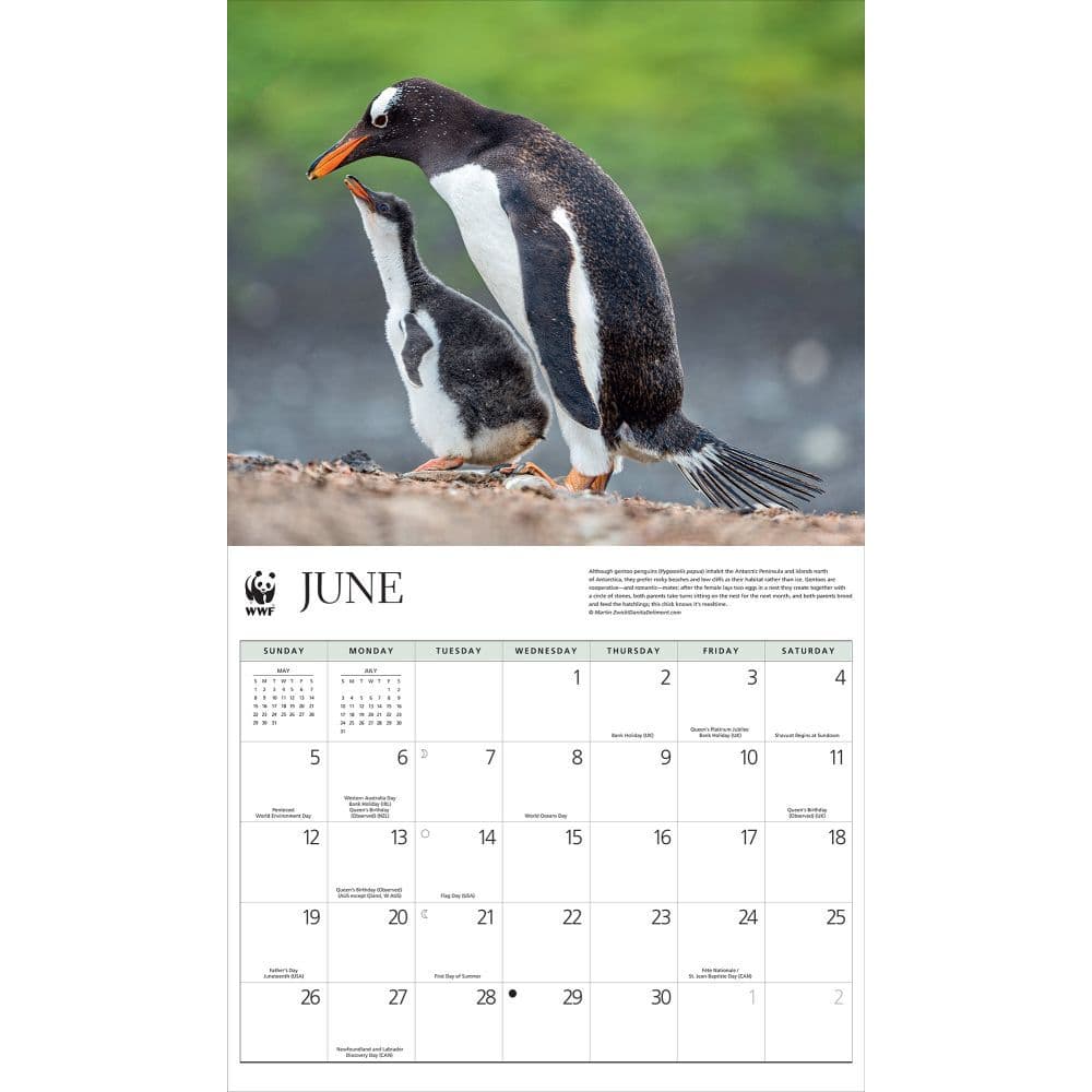 Penguins Wwf 2022 Wall Calendar Calendars Com