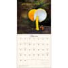 image Miraculous Mushroom 2025 Wall Calendar Third Alternate Image