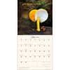 image Miraculous Mushroom 2025 Wall Calendar Second Alternate Image width=&quot;1000&quot; height=&quot;1000&quot;