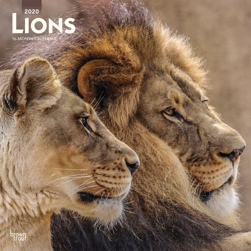 Lions Wall Calendar