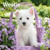 image West Highland Terrier Puppies 2024 Mini Wall Calendar Main Product Image width=&quot;1000&quot; height=&quot;1000&quot;