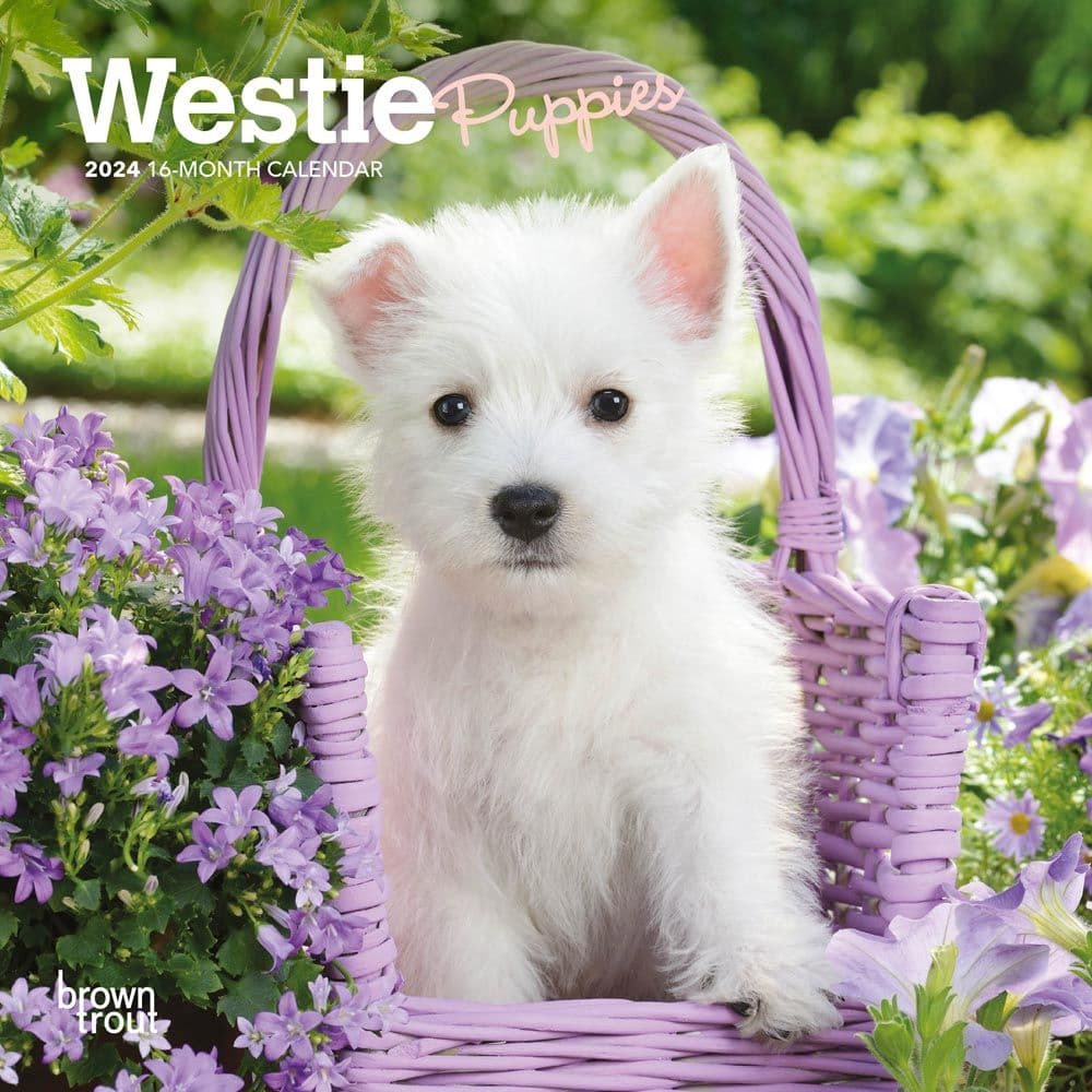 West Highland Terrier Puppies 2024 Mini Wall Calendar Main Product Image width=&quot;1000&quot; height=&quot;1000&quot;