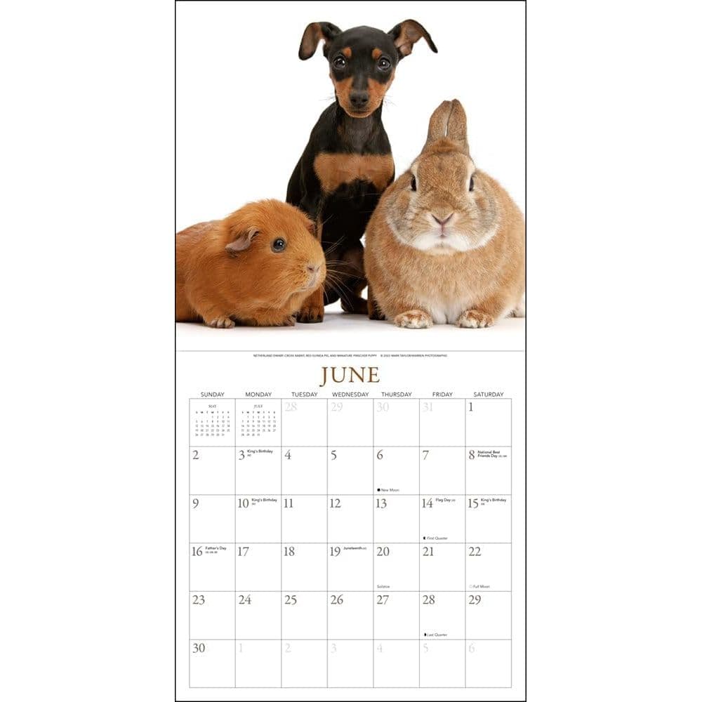 Bunnies and Friends 2024 Wall Calendar Fourth Alternate Image width=&quot;1000&quot; height=&quot;1000&quot;