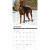 image Just Dobermans 2025 Wall Calendar