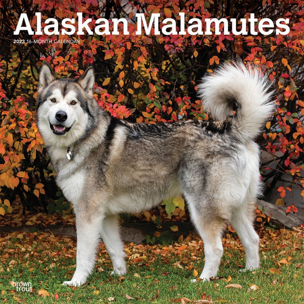 BrownTrout Alaskan Malamutes 2023 Square Wall Calendar