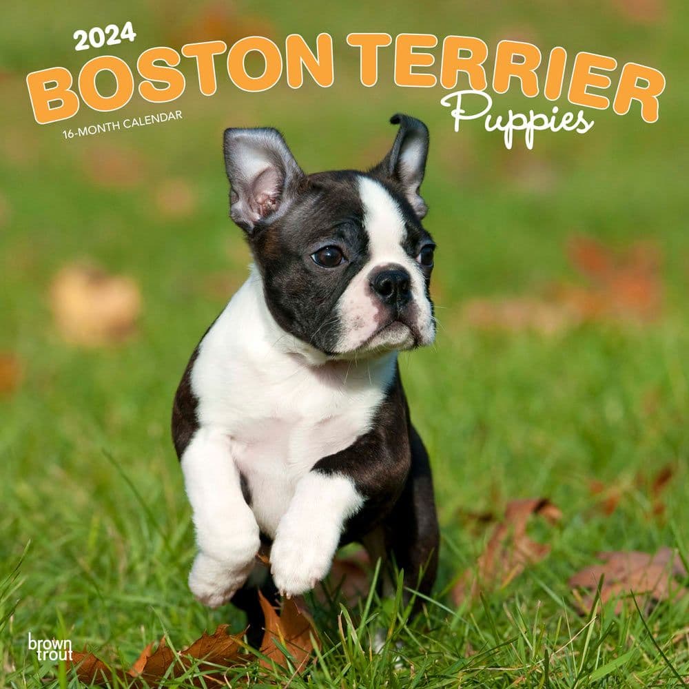 Boston Terrier Puppies 2024 Wall Calendar