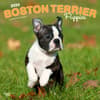 image Boston Terrier Puppies 2024 Wall Calendar Main Product Image width=&quot;1000&quot; height=&quot;1000&quot;