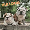 image Bulldog Puppies 2024 Wall Calendar Main Product Image width=&quot;1000&quot; height=&quot;1000&quot;