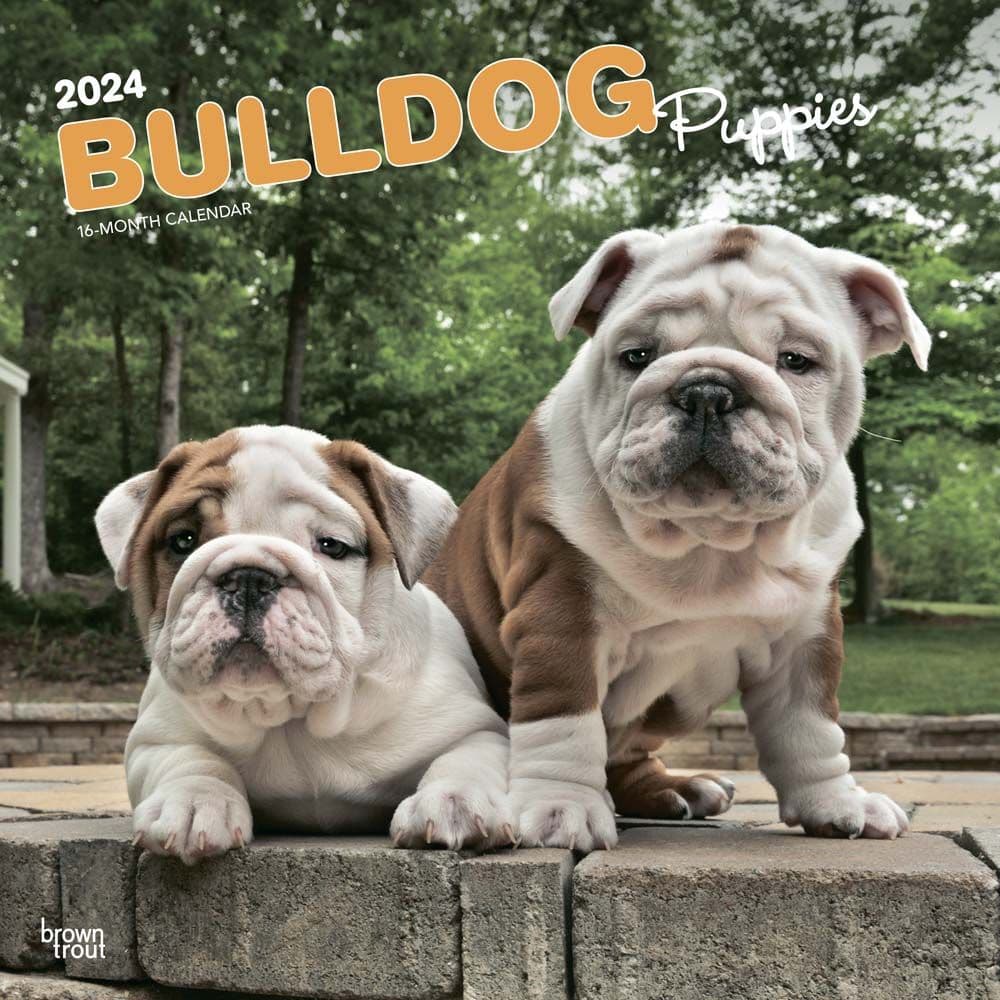 Bulldog Puppies 2024 Wall Calendar Main Product Image width=&quot;1000&quot; height=&quot;1000&quot;