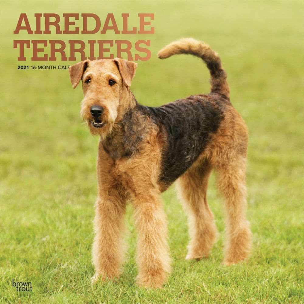Airedale Terriers Wall Calendar