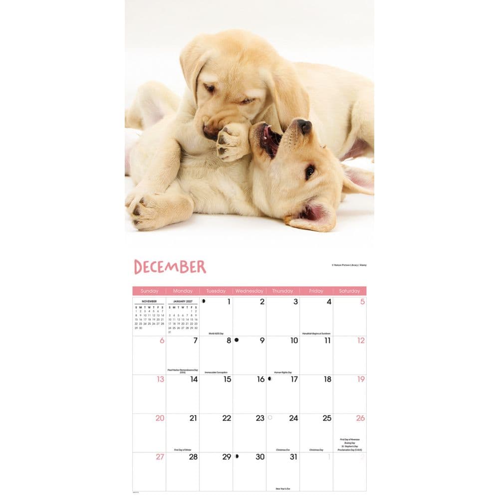 Playful Puppies 2026 Wall Calendar Fourth Alternate Image